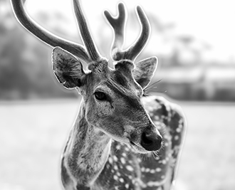 Portfolio-title